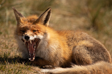 Red fox laying and yawning after hunting.