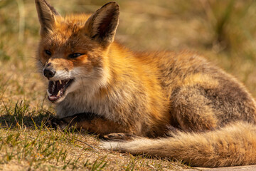 Naklejka na ściany i meble Angry red fox (vulpes vulpes) laying in the grass.