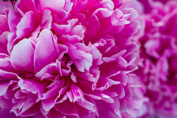 Background of beautiful pink and white peony buds