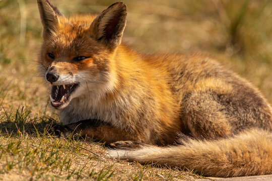 Angry red fox (vulpes vulpes) laying in the grass.