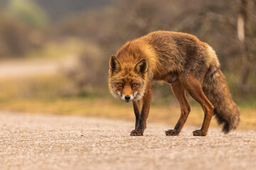 Fototapeta premium Curious red fox standing on the road.