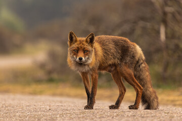Red fox standing on the road.