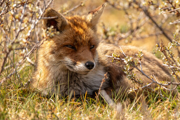 Red fox laying in the grass enjoying the sun