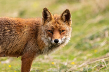 Naklejka na ściany i meble Red fox standing in the grass.