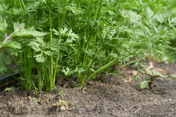 young vegetable sprouts grow from the ground, close view
