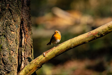 Beautiful European Robin on a branch.
