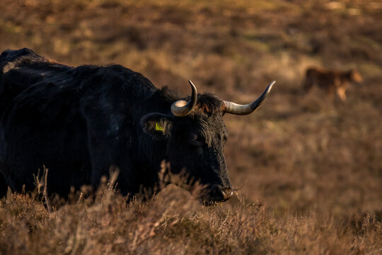 Sayaguesa cow walking in a nature area Planken Wambuis. Veluwe sayaguesa cows.