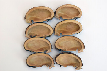 Seed coats of rubber trees or Hevea brasiliensis on a white background