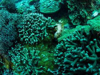 Naklejka na ściany i meble Colorful coral reef, underwater photo, Philippines.