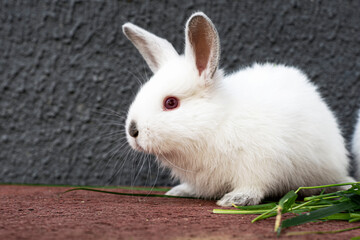 A little white rabbit sits against a grey wall