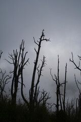 bare tree in the mist