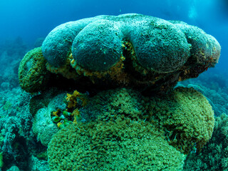 Colorful coral reef, underwater photo, Philippines.