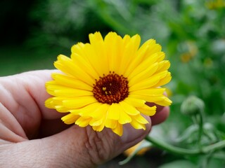 Ringelblumenblüte, gelbe Blume in Hand, Calendula