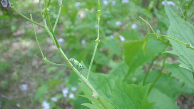 The green weevils beetle on the stem of the plant