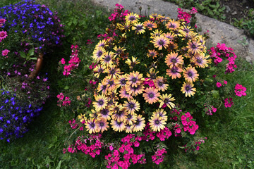 fiori aiuola vaso estate primevera fioraio 