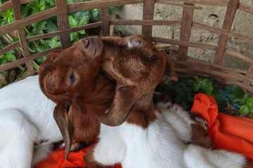 Baby goats lay in their paddock next morning