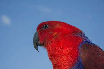 scarlet macaw parrot
