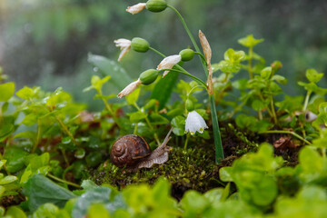 A large brown snail crawls in the grass and on green moss to the white flowers of daffodils in the forest close-up with the selected focus and blurred background, the concept of gardening arediteli an