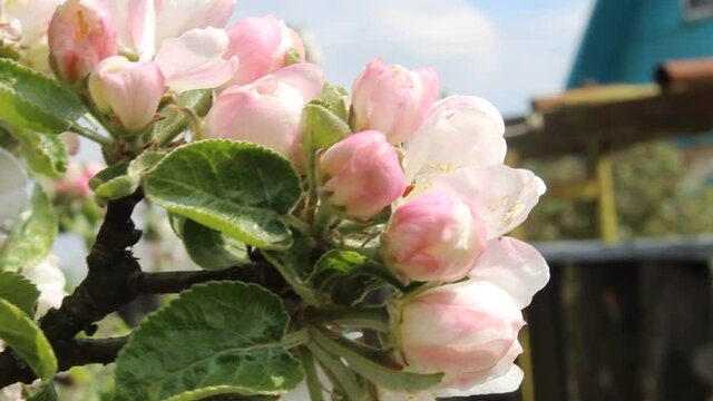 a bee a wasp sits then flies away from the pink flowers of an Apple tree on a branch