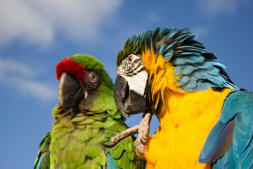 macaw