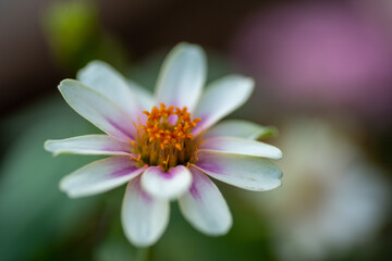Obraz premium close up of a pink flower