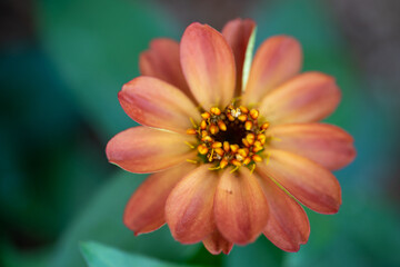 orange flower closeup