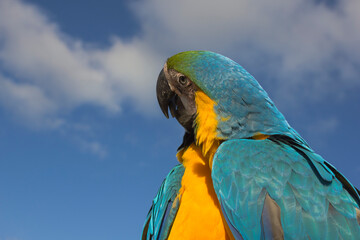 blue and yellow macaw