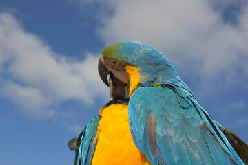 blue and yellow macaw