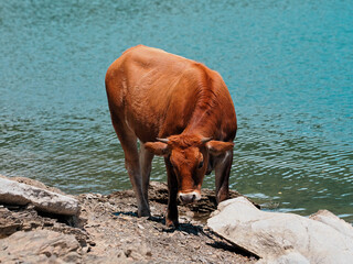 free cow in Giacopiane lake