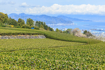 Fototapeta na wymiar Landscape of tea field with Mt. Fuji in spring season at Shizuoka prefecture, Japan