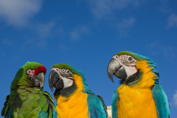 blue and yellow macaw