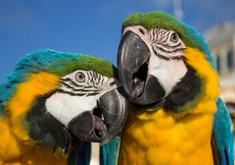 blue and yellow macaw