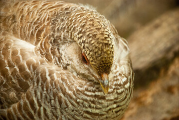 Quail, a bird of the partridge family, sits on eggs, ocher color.