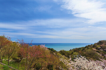Fototapeta na wymiar Landscape of cherry blossom view in spring season at Shizuoka prefecture, Japan