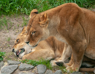 Two African lionesses are laid on stones for rest