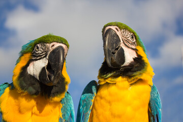 blue and yellow macaw