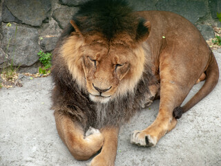 Plakat African lion, male, dark mane, bent paw, resting, zoo