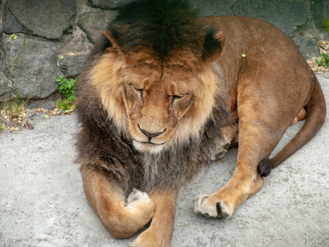 African lion, male, dark mane, bent paw, resting, zoo