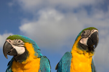 blue and yellow macaw