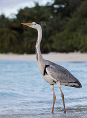 Kranich Malediven Kuramathi Karibik