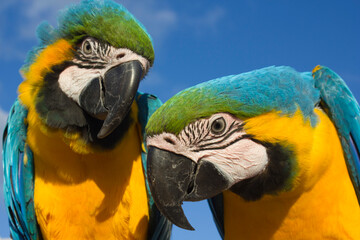 blue and yellow macaw