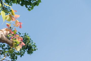 The bodhi tree is splitting, the pink soft shoots have a backdrop to the sky.