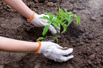 plant seedlings in the ground