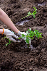 plant in the ground against