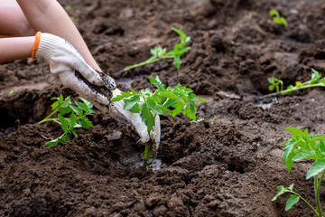 planting seedlings