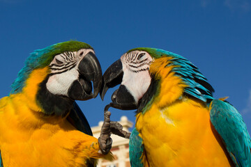 blue and yellow macaws