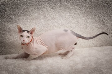 Bald Sphynx cat on a sofa
