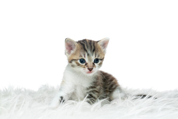 Tricolor striped smoky newborn small kitten on white background