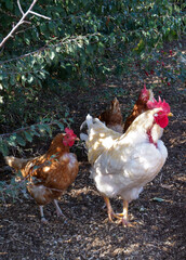 Der stolze Hahn mit seinem Hühnerharem