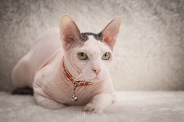 Bald Sphynx cat on a sofa